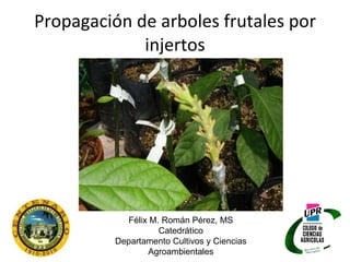 Propagación de arboles frutales por injertos Félix M. Román Pérez, MS Catedrático Departamento Cultivos y Ciencias Agroambientales 