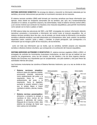 PSICOLOGÍA
Diversificado
SISTEMA NERVIOSO SOMÁTICO: Se encarga de obtener y transmitir la información detectada por los
sentidos y de enviar instrucciones que permiten el movimiento voluntario de los músculos.
El sistema nervioso somático (SNS) está formado por neuronas sensitivas que llevan información (por
ejemplo, dolor) desde los receptores sensoriales (de los sentidos: piel, ojos, etc.) fundamentalmente
ubicados en la cabeza, la superficie corporal y las extremidades, hasta el sistema nervioso central (SNC)
y por axones motores que conducen los impulsos a los músculos esqueléticos, para permitir movimientos
como saludar con la mano o patear un balón.
El SNS abarca todas las estructuras del SNC y del SNP, encargadas de conducir información aferente
(sensitiva) consciente e inconsciente e información del control motor al músculo esquelético. Así, el
sistema nervioso somático tiene dos vías: una de entrada, por donde recibe la información (vía sensitiva
somática o aferente somática), que está relacionada con la temperatura, dolor, tacto, presión, los sentidos
especiales (visión, audición, gusto y olfato), y también, la propia percepción, que corresponde a la
información que se recoge a partir de los músculos y de los tendones.
Junto con toda esa información que se recibe, que es somática, también propicia una respuesta
somática o efectora (motora) voluntaria, que corresponde a la contracción del músculo esquelético.
SISTEMA NERVIOSO AUTÓNOMO O VEGETATIVO: El sistema nervioso vegetativo (SNA) o (SNV) el
encargado de controlar los movimientos musculares involuntarios, es decir los que se realizan sin que
nosotros los programemos, como los del corazón, los del intestino y los de otros órganos internos.
Realiza dos funciones muy importantes que se complementan, una para acelerar y otra para frenar las
actividades internas del cuerpo.
Las funciones involuntarias las coordina el Sistema Nervioso Autónomo, que a su vez se divide en dos
sistemas:
 Sistema nerviosos simpático:
actúa en casos de urgencia y estrés,
provocando diversas reacciones
como aceleramiento del pulso y la
respiración, frena la
como
aceleramiento del pulso y la
respiración, frena la digestión,
aumenta la presión arterial y hace
que la sangre llegue e mayor
cantidad al cerebro, piernas, brazos,
etc.
 Sistema nervioso parasimpático:
almacena y conserva la energía y
mantiene el ritmo normal de los
órganos y glándulas del cuerpo.
Después de un trauma o dolor, éste
sistema se encarga de hacer que
todo vuelva a la normalidad

30

 