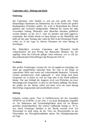 Cupiennius salei – Haltung und Zucht

Einleitung

Bei Cupiennius salei handelt es sich um eine große (bis 33mm
Körperlänge) Spinnenart aus Südamerika, die zu der Familie der großen
Kammspinnen (Ctenidae) gehört. Sie wird in Deutschland des öfteren
gehalten und vereinzelt nachgezüchtet. Während die Artren der nahe
verwandten Gattung Phoneutria dem Menschen durchaus gefährlich
werden können, ist die Art C. salei als harmlos und nicht aggressiv
einzustufen. Bei Gefahr drückt sie ihren Körper an die Oberfläche und
hofft auf ihre gute Tarnung oder sucht ihr Heil in der blitzartigen Flucht,
wobei sie in der Lage ist, kürzere Distanzen mit einen Sprung zu
bewältigen.

Die Ähnlichkeit zwischen Cupiennius und Phoneutria beruht
wahrscheinlich auf dem Prinzip der Batesschen Mimikry, bei der
ungiftige Arten den Farbcode giftiger Arten imitieren, wie es z.B. bei
den einheimischen Schwebfliegen und Wespen der Fall ist.

Verhalten

Ihre großen Vorderaugen verraten die Art als tagaktiven Lauerjäger mit
einen gut ausgebildeten optischen Sinn. Sie sitzt in der Regel an
expornierter Stelle und wartet auf vorbeiziehende Beutetiere. Verstecke
werden normalerweise nicht aufgesucht. C. salei fertigt auch keine
Gespinnste an, in denen sie sich am Tage oder in der Nacht aufhalten
könnte. Nur zum Schlupf der Jungtiere wird vom Weibchen ein loses
Maschengewebe hergestellt, in dem sie den Kokon aufhängt. Die Beute,
die größer als die Spinne selbst sein kann, wird mit einen Sprung
überwältigt, eingesponnen und anschließend verzerrt.

Haltung

Gehalten werden meine Tiere in Falltürterrarien mit den Ausmaßen
20*20*30 cm (L*B*H), in die etwa 3 cm hoch Bodengrund eingefüllt
ist. Als Dekoration und Versteckmöglichkeit dient ein ins Becken
gestelltes Korkrindenstück. Die relative Luftfeuchte beträgt ca. 70 %,
was durch Einmaliges Sprühen in der Woche erreicht wird. Ein
Wassernapf ist nicht nötig, da die Tiere die Wassertropfen an den
Glaswänden zur Flüssigkeitsaufnahme nutzen. Die Haltungstemperatur
am Tage

                                    4
 