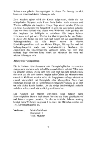 Spinnwarzen geheftet herumgetragen. In dieser Zeit bewegt es sich
kaum und nimmt auch keine Nahrung zu sich.

Zwei Wochen später wird der Kokon aufgelockert, damit die nun
schlüpfenden Nymphen mehr Platzt darin finden. Nach weiteren drei
Wochen schlüpfen die Jungtiere. Einige Tage davor hat das Weibchen
ein loses Maschengewebe hergestellt, in dem sie den Kokon aufhängt.
Kurz vor dem Schlupf wird dieser vom Weibchen leicht geöffnet, um
den Jungtieren das Schlüpfen zu erleichtern. Die Jungen Spinnen
verbringen noch gut zwei Wochen im Maschengewebe bei der Mutter.
In dieser Zeit häuten sie sich noch und fangen mit der eigenständigen
Nahrungsaufnahme      an.    Die     Beute    besteht   in     diesem
Entwicklungsstadium noch aus kleinen Fliegen, Microgrillen und bei
Nahrungsknappheit auch aus Geschwistertieren. Nachdem die
Jungspinnen das Maschengewebe verlassen haben, was sich über
mehrere Tage hinziehen kann, nimmt das Muttertier das erste mal
wieder Nahrung zu sich.

Aufzucht der Jungspinnen

Die in kleinen Heimchendosen oder Drosophilagläschen vereinzelten
Jungspinnen wachsen recht schnell heran und stürzen sich auf Alles, was
sie erbeuten können. Da sie sehr flink sind, muß man sehr darauf achten,
das nicht das ein oder andere Jungtier beim Öffnen des Miniterrariums
entweicht. Gefüttert werden sollte die Jungspinnen anfangs mindestens
einmal wöchentlich mit Drosophila oder Microgrillen. Nach zwei
Häutungen müssen sie in Heimchendosen umgesetzt werden, da es sich
um sehr aktive Läufer handelt. Um die nötige Luftfeuchtigkeit aufrecht
zu halten, sollte einmal wöchentlich gesprüht werden.

Die Aufzucht der kleinen Cupiennius salei bereitet keine
Schwierigkeiten. Bereits nach einem Jahr sind die Tiere geschlechtsreif
und können verpaart werden. Die durchschnittliche Lebenserwartung
beträgt beim Weibchen insgesamt 1 ½ Jahre, die Männchen werden mit
1 ¼ Jahren nicht ganz so alt.

Verfasser:       Martin Meinhardt
                 Homannstr. 1
                 48167 Münster



                                    6
 