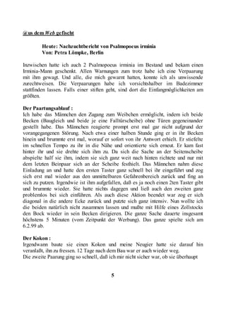 @us dem Web gefischt

        Heute: Nachzuchtbericht von Psalmopoeus irminia
        Von: Petra Lömpke, Berlin

Inzwischen hatte ich auch 2 Psalmopoeus irminia im Bestand und bekam einen
Irminia-Mann geschenkt. Allen Warnungen zum trotz habe ich eine Verpaarung
mit ihm gewagt. Und alle, die mich gewarnt hatten, konnte ich als unwissende
zurechtweisen. Die Verpaarungen habe ich vorsichtshalber im Badezimmer
stattfinden lassen. Falls einer stiften geht, sind dort die Einfangmöglichkeiten am
größten.

Der Paartungsablauf :
Ich habe das Männchen den Zugang zum Weibchen ermöglicht, indem ich beide
Becken (Baugleich und beide je eine Falltürscheibe) ohne Türen gegeneinander
gestellt habe. Das Männchen reagierte prompt erst mal gar nicht aufgrund der
vorangegangenen Störung. Nach etwa einer halben Stunde ging er in ihr Becken
hinein und brummte erst mal, worauf er sofort von ihr Antwort erhielt. Er stiefelte
im schnellen Tempo zu ihr in die Nähe und orientierte sich erneut. Er kam fast
hinter ihr und sie drehte sich ihm zu. Da sich die Sache an der Seitenscheibe
abspielte half sie ihm, indem sie sich ganz weit nach hinten richtete und nur mit
dem letzten Beinpaar sich an der Scheibe festhielt. Das Männchen nahm diese
Einladung an und hatte den ersten Taster ganz schnell bei ihr eingeführt und zog
sich erst mal wieder aus den unmittelbaren Gefahrenbereich zurück und fing an
sich zu putzen. Irgendwie ist ihm aufgefallen, daß es ja noch einen 2ten Taster gibt
und brummte wieder. Sie hatte nichts dagegen und ließ auch den zweiten ganz
problemlos bei sich einführen. Als auch diese Aktion beendet war zog er sich
diagonal in die andere Ecke zurück und putzte sich ganz intensiv. Nun wollte ich
die beiden natürlich nicht zusammen lassen und mußte mit Hilfe eines Zollstocks
den Bock wieder in sein Becken dirigieren. Die ganze Sache dauerte insgesamt
höchstens 5 Minuten (vom Zeitpunkt der Werbung). Das ganze spielte sich am
6.2.99 ab.

Der Kokon :
Irgendwann baute sie einen Kokon und meine Neugier hatte sie darauf hin
veranlaßt, ihn zu fressen. 12 Tage nach dem Bau war er auch wieder weg.
Die zweite Paarung ging so schnell, daß ich mir nicht sicher war, ob sie überhaupt


                                         5
 