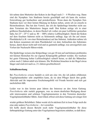 Ich nehme dem Muttertier den Kokon in der Regel nach 3 – 4 Wochen weg. Dann
sind die Nymphen 1ten Stadiums bereits geschlüpft und ich kann die weitere
Entwicklung gut beobachten und protokollieren. Wenn dann die Nymphen 2ten
Stadiums kurz vor ihrer letzten Häutung im Kokon stehen, setzte ich sie einzeln in
Heimchendosen. Das hat den Vorteil, das ich die Spiderlinge hinterher nicht aus
dem Terrarium des Muttertieres fangen muß. Den Kokon zeitige ich in einer
größeren Haushaltsdose, in deren Deckel ich vorher ein paar Luftlöcher gestochen
habe, bei 23° - 25° C und ca. 80 – 100% relative Luftfeuchtigkeit. Damit der Kokon
auf dem feuchten Substrat nicht zu Schimmeln anfängt, lege ich ihn auf einem
Plastikdeckel (z.B. von einer Heimchendose) auf das Substrat. Außerdem nehme ich
den Kokon zusammen mit dem Plastikdeckel vor dem Anfeuchten des Substrates
heraus, damit dieser nicht naß wird und zu gammeln anfängt, was unweigerlich zum
Verlust der Nachzucht führen würde.

Die Spiderlinge weisen eine Körperlänge von gut 10 mm auf und können problemlos
mit kleinen Heimchen bis zur eigenen Körpergröße gefüttert werden. Sie wachsen
bei guter Fütterung hoher Luftfeuchtigkeit schnell heran, so daß die Männchen
schon nach 2 Jahren adult sein können. Die Weibchen brauchen in der Regel etwas
länger und sind erst nach ca. 2½ Jahren geschlechtsreif.

Schlußbemerkung

Bei Poecilotheria ornata handelt es sich um eine Art, die ich jedem erfahrenen
Vogelspinnenhalter sehr empfehlen kann, da sie dem Pfleger durch ihre große
Aktivität und ihr imposantes Erscheinungsbild viel Freude bereitet und sich gut
nachzüchten läßt.

Leider war in den letzten paar Jahren das Interesse an den Arten Gattung
Poecilotheria sehr zurück gegangen, was zu einem deutlichen Rückgang dieser
sehr interessanten und schönen Vogelspinnenarten in den Terrarien deutscher
Vogelspinnenliebhaber führte. Zum Glück erfreut sich diese Gattung seit einiger Zeit

wieder größerer Beliebtheit. Daher werde ich In nächster Zeit in loser Folge noch die
eine oder andere Poecilotheria – Art vorstellen.
Ich hoffe durch diesen Bericht noch mehr Vogelspinnenliebhaber für diese
farbenprächtige Gattung unter den Vogelspinnen begeistern zuhaben, so daß diese


                                         10
 