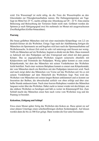 wird. Ein Wassernapf ist nicht nötig, da die Tiere die Wassertropfen an den
Glaswänden zur Flüssigkeitsaufnahme nutzen. Die Haltungstemperatur am Tage
liegt im Mittel bei 25 °C, nachts erfolgt eine Absenkung auf 20 – 22 °C. Eine externe
Beheizung und Beleuchtung der Terrarien findet nicht statt. Gefüttert werden die
Spinnen je nach Sättigungsgrad zwei bis mehrmals im Monat mit ausgewachsenen
Zweifleckgrillen (Grillus bimaculatus).

Paarung

Die braun gefärbten Männchen sind mit einer maximalen Körperlänge von 2,2 cm
deutlich kleiner als die Weibchen. Einige Tage nach der Adulthäutung fertigen die
Männchen ein Spermanetz an und begeben sich kurz nach der Spermaaufnahme auf
Weibchensuche. In dieser Zeit sind sie sehr viel unterwegs und fressen nur wenig.
Trifft ein Männchen auf ein Weibchen, beginnt es direkt mit der Balz. Dazu trommelt
es hektisch mit den Pedipalpen auf den Untergrund und zittert mit dem ganzen
Körper. Das so angesprochene Weibchen reagiert seinerseits ebenfalls mit
Körperzittern und Trommeln der Pedipalpen. Wenig später kommt es zum ersten
Körperkontakt, bei dem das Männchen mit seinen Vorderbeinen das Weibchen
leicht betrillert. Nach einer weiteren Balzphase kommt es erneut zum Körperkontakt,
der vom Männchen durch ein Betrillern mit den Pedipalpen intensiviert wird. Nach
und nach steigt dabei das Männchen von Vorne auf das Weibchen auf, bis es mit
seinem Vorderkörper auf dem Hinterleib des Weibchens liegt. Nun wird das
Weibchen vom Männchen mit seinen langen Beinen umklammert und es kommt zur
Inseration der Bulben, die abwechselnd seitlich von oben erfolgt und über eine
halbe Stunde andauern kann. Nach einer kurzen Ruhephase wandert das Männchen
langsam weiter über das Weibchen. Dabei zuckt es immer wieder mit den Körper, um
das stärkere Weibchen zu beruhigen und hält es weiter im Klammergriff fest. Zum
Schluß macht das Männchen einen Satz nach vorne vom Weibchen weg und die
Paarung ist beendet.

Kokonbau, Zeitigung und Schlupf

Etwa einen Monat später fertig das Weibchen den Kokon an. Dazu spinnt sie auf
einer planen Unterlage einen scheibenförmigen dichten Seidenteppich. Auf diesen
werden dann die bis zu 300 Eier gelegt. Dann werden die Eier unter kreisenden


                                         5
 
