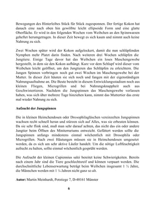 Bewegungen des Hinterleibes Stück für Stück zugesponnen. Der fertige Kokon hat
danach eine nach oben hin gewölbte leicht ellipsoide Form und eine glatte
Oberfläche. Er wird in den folgenden Wochen vom Weibchen an den Spinnwarzen
geheftet herumgetragen. In dieser Zeit bewegt es sich kaum und nimmt auch keine
Nahrung zu sich.

Zwei Wochen später wird der Kokon aufgelockert, damit die nun schlüpfenden
Nymphen mehr Platzt darin finden. Nach weiteren drei Wochen schlüpfen die
Jungtiere. Einige Tage davor hat das Weibchen ein loses Maschengewebe
hergestellt, in dem sie den Kokon aufhängt. Kurz vor dem Schlupf wird dieser vom
Weibchen leicht geöffnet, um den Jungtieren das Schlüpfen zu erleichtern. Die
Jungen Spinnen verbringen noch gut zwei Wochen im Maschengewebe bei der
Mutter. In dieser Zeit häuten sie sich noch und fangen mit der eigenständigen
Nahrungsaufnahme an. Die Beute besteht in diesem Entwicklungsstadium noch aus
kleinen Fliegen, Microgrillen und bei Nahrungsknappheit auch aus
Geschwistertieren. Nachdem die Jungspinnen das Maschengewebe verlassen
haben, was sich über mehrere Tage hinziehen kann, nimmt das Muttertier das erste
mal wieder Nahrung zu sich.

Aufzucht der Jungspinnen

Die in kleinen Heimchendosen oder Drosophilagläschen vereinzelten Jungspinnen
wachsen recht schnell heran und stürzen sich auf Alles, was sie erbeuten können.
Da sie sehr flink sind, muß man sehr darauf achten, das nicht das ein oder andere
Jungtier beim Öffnen des Miniterrariums entweicht. Gefüttert werden sollte die
Jungspinnen anfangs mindestens einmal wöchentlich mit Drosophila oder
Microgrillen. Nach zwei Häutungen müssen sie in Heimchendosen umgesetzt
werden, da es sich um sehr aktive Läufer handelt. Um die nötige Luftfeuchtigkeit
aufrecht zu halten, sollte einmal wöchentlich gesprüht werden.

Die Aufzucht der kleinen Cupiennius salei bereitet keine Schwierigkeiten. Bereits
nach einem Jahr sind die Tiere geschlechtsreif und können verpaart werden. Die
durchschnittliche Lebenserwartung beträgt beim Weibchen insgesamt 1 ½ Jahre,
die Männchen werden mit 1 ¼ Jahren nicht ganz so alt.

Autor: Martin Meinhardt, Potstiege 7, D-48161 Münster

                                  6
 