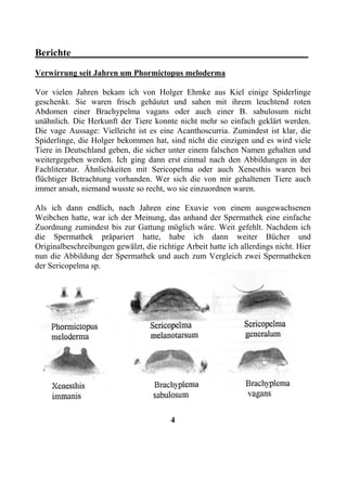 Berichte________________________________________________
Verwirrung seit Jahren um Phormictopus meloderma

Vor vielen Jahren bekam ich von Holger Ehmke aus Kiel einige Spiderlinge
geschenkt. Sie waren frisch gehäutet und sahen mit ihrem leuchtend roten
Abdomen einer Brachypelma vagans oder auch einer B. sabulosum nicht
unähnlich. Die Herkunft der Tiere konnte nicht mehr so einfach geklärt werden.
Die vage Aussage: Vielleicht ist es eine Acanthoscurria. Zumindest ist klar, die
Spiderlinge, die Holger bekommen hat, sind nicht die einzigen und es wird viele
Tiere in Deutschland geben, die sicher unter einem falschen Namen gehalten und
weitergegeben werden. Ich ging dann erst einmal nach den Abbildungen in der
Fachliteratur. Ähnlichkeiten mit Sericopelma oder auch Xenesthis waren bei
flüchtiger Betrachtung vorhanden. Wer sich die von mir gehaltenen Tiere auch
immer ansah, niemand wusste so recht, wo sie einzuordnen waren.

Als ich dann endlich, nach Jahren eine Exuvie von einem ausgewachsenen
Weibchen hatte, war ich der Meinung, das anhand der Spermathek eine einfache
Zuordnung zumindest bis zur Gattung möglich wäre. Weit gefehlt. Nachdem ich
die Spermathek präpariert hatte, habe ich dann weiter Bücher und
Originalbeschreibungen gewälzt, die richtige Arbeit hatte ich allerdings nicht. Hier
nun die Abbildung der Spermathek und auch zum Vergleich zwei Spermatheken
der Sericopelma sp.




                                         4
 