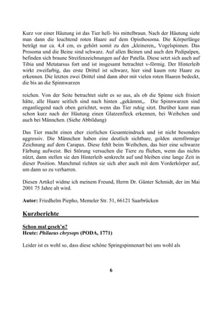 Kurz vor einer Häutung ist das Tier hell- bis mittelbraun. Nach der Häutung sieht
man dann die leuchtend roten Haare auf dem Opisthosoma. Die Körperlänge
beträgt nur ca. 4,4 cm, es gehört somit zu den „kleineren„ Vogelspinnen. Das
Prosoma und die Beine sind schwarz. Auf allen Beinen und auch den Pedipalpen,
befinden sich braune Streifenzeichnungen auf der Patella. Diese setzt sich auch auf
Tibia und Metatarsus fort und ist insgesamt betrachtet v-förmig. Der Hinterleib
wirkt zweifarbig, das erste Drittel ist schwarz, hier sind kaum rote Haare zu
erkennen. Die letzten zwei Drittel sind dann aber mit vielen roten Haaren bedeckt,
die bis an die Spinnwarzen

reichen. Von der Seite betrachtet sieht es so aus, als ob die Spinne sich frisiert
hätte, alle Haare seitlich sind nach hinten „gekämmt„. Die Spinnwarzen sind
enganliegend nach oben gerichtet, wenn das Tier ruhig sitzt. Darüber kann man
schon kurz nach der Häutung einen Glatzenfleck erkennen, bei Weibchen und
auch bei Männchen. (Siehe Abbildung)

Das Tier macht einen eher zierlichen Gesamteindruck und ist nicht besonders
aggressiv. Die Männchen haben eine deutlich sichtbare, golden sternförmige
Zeichnung auf dem Carapax. Diese fehlt beim Weibchen, das hier eine schwarze
Färbung aufweist. Bei Störung versuchen die Tiere zu fliehen, wenn das nichts
nützt, dann stellen sie den Hinterleib senkrecht auf und bleiben eine lange Zeit in
dieser Position. Manchmal richten sie sich aber auch mit dem Vorderkörper auf,
um dann so zu verharren.

Diesen Artikel widme ich meinem Freund, Herrn Dr. Günter Schmidt, der im Mai
2001 75 Jahre alt wird.

Autor: Friedhelm Piepho, Memeler Str. 51, 66121 Saarbrücken

Kurzberichte____________________________________________
Schon mal geseh’n?
Heute: Philaeus chrysops (PODA, 1771)

Leider ist es wohl so, dass diese schöne Springspinnenart bei uns wohl als



                                        6
 