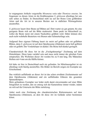 in vergangenen Artikeln vorgestellte Misumena vatia oder Thomisus onustus. Im
Gegensatz zu diesen Arten ist die Krabbenspinne S. globosom allerdings bei uns
sehr selten zu finden. In Deutschland steht sie auf der Roten Liste gefährdeter
Arten und die Art ist in unseren Breiten nur in südlichen Wärmegebieten
anzutreffen.

S. globosom lauert ihrer Beute auf Blüten auf. Dort wartet sie gut getarnt, bis eine
geeignete Beute sich auf die Blüte niedersetzt. Dann packt sie blitzschnell zu,
wobei die Beute meist mit einem Nackenbiss gelähmt wird. Dabei können dies
auch recht wehrhafte Beutetiere wie Bienen oder Schmetterlinge sein.

Aufgrund ihrer eigenen Färbung lauert sie meist auf gelben oder rot gefärbten
Blüten, denn S. globosom ist auf dem Opisthosoma (Abdomen) meist hell gelblich
oder rot gefärbt. Der Vorderkörper ist dunkel. Die Beine hell-dunkel geringelt.

Charakteristisch für diese Art ist die „Fischgrätenartige“ Zeichnung auf dem
Hinterkörper. Diese kann variabel sein und muss nicht immer der gleichen Form
entsprechen. Die Weibchen dieser Art werden bis zu 8 mm lang. Die Männchen
bleiben mit 4 mm um die Hälfte kleiner.

Ich habe sie hier in Deutschland noch nie gefunden. Im Mittelmeergebiet ist sie
allerdings recht häufig anzutreffen. Die Bilder im Bericht zeigen ein Exemplar aus
Griechenland.

Das wirklich auffallende an dieser Art ist das schon erwähnte Zeichenmuster auf
dem Opisthosoma (Abdomen) und ein auffallendes Glänzen des gesamten
Spinnenkörpers.
Mein gefundenes Exemplar war leider nicht damit einverstanden auf einer Blüte
fotografiert zu werden, den sie entzog sich der Kameralinse immer wieder, indem
sie sich auf die Unterseite der Blüte zurückzog.

Anbei noch eine Zeichnung des charakteristischen Rückenmusters auf dem
Opisthosoma (Abdomen), an dem ihr diese Art im Gelände sicher bestimmen
könnt.




                                         7
 