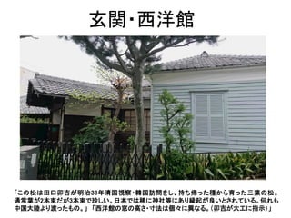 玄関・西洋館
「この松は田口卯吉が明治33年清国視察・韓国訪問をし、持ち帰った種から育った三葉の松。
通常葉が2本束だが3本束で珍しい。日本では稀に神社等にあり縁起が良いとされている。何れも
中国大陸より渡ったもの。」 「西洋館の窓の高さ・寸法は個々に異なる。（卯吉が大工に指示）」
 