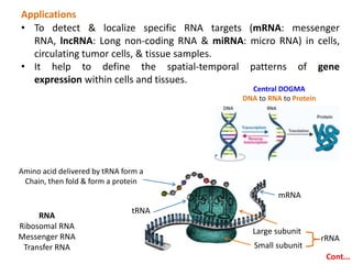 Fish For Rna Fluorescence In Situ Hybridization (FISH) Technique in Detection of ...