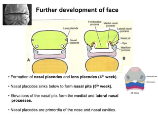 Development_of_face_palate (1).ppt