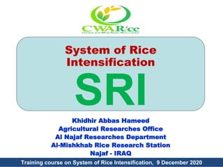 System of Rice
Intensification
SRIKhidhir Abbas Hameed
Agricultural Researches Office
Al Najaf Researches Department
Al-Mishkhab Rice Research Station
Najaf - IRAQ
Training course on System of Rice Intensification, 9 December 2020
 