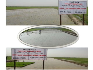 2001 - System of Rice Intensification SRI in Iraq