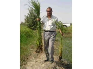 2001 - System of Rice Intensification SRI in Iraq
