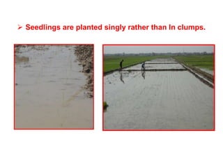  Seedlings are planted singly rather than In clumps.
 