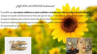 ¿QUÉ SON LAS ESPECIES Endémicas?
Es posible que una especie endémica se asocie a plantas o animales que están en peligro de extinciónpero,
aunque eso sucede con frecuencia no tiene por qué ser así, y en este artículo pretendemos aclarar el concepto
de especie endémica para evitar la asociación directa mencionada anteriormente.
Es preciso aclarar previamente que en conservación la escala es fundamental. Las metodologías y programas
de conservación se aplican en especies endemicas.
 