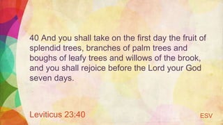 40 And you shall take on the first day the fruit of
splendid trees, branches of palm trees and
boughs of leafy trees and willows of the brook,
and you shall rejoice before the Lord your God
seven days.
Leviticus 23:40 ESV
 