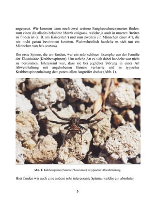 angepasst. Wir konnten dann noch zwei weitere Fangheuschreckenarten finden:
zum einen die allseits bekannte Mantis religiosa, welche ja auch in unseren Breiten
zu finden ist (z. B. am Kaiserstuhl) und zum zweiten ein Männchen einer Art, die
wir nicht genau bestimmen konnten. Wahrscheinlich handelte es sich um ein
Männchen von Iris oratoria.

Die erste Spinne, die wir fanden, war ein sehr schönen Exemplar aus der Familie
der Thomisidae (Krabbenspinnen). Um welche Art es sich dabei handelte war nicht
zu bestimmen. Interessant war, dass sie bei jeglicher Störung in einer Art
Abwehrhaltung mit angehobenen Beinen verharrte und in typischer
Krabbenspinnenhaltung dem potentiellen Angreifer drohte (Abb. 1).




            Abb. 1: Kabbenspinne (Familie Thomisidae) in typischer Abwehrhaltung.

Hier fanden wir auch eine andere sehr interessante Spinne, welche ein absoluter


                                             5
 