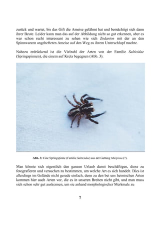 zurück und wartet, bis das Gift die Ameise gelähmt hat und bemächtigt sich dann
ihrer Beute. Leider kann man das auf der Abbildung nicht so gut erkennen, aber es
war schon recht interessant zu sehen wie sich Zodarion mit der an den
Spinnwarzen angehefteten Ameise auf den Weg zu ihrem Unterschlupf machte.

Nahezu erdrückend ist die Vielzahl der Arten von der Familie Salticidae
(Springspinnen), die einem auf Kreta begegnen (Abb. 3).




          Abb. 3: Eine Springspinne (Familie Salticidae) aus der Gattung Marpissa (?).

Man könnte sich eigentlich den ganzen Urlaub damit beschäftigen, diese zu
fotografieren und versuchen zu bestimmen, um welche Art es sich handelt. Dies ist
allerdings im Gelände nicht gerade einfach, denn zu den bei uns heimischen Arten
kommen hier auch Arten vor, die es in unseren Breiten nicht gibt, und man muss
sich schon sehr gut auskennen, um sie anhand morphologischer Merkmale zu


                                               7
 