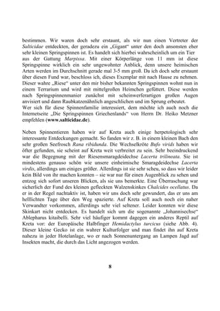 bestimmen. Wir waren doch sehr erstaunt, als wir nun einen Vertreter der
Salticidae entdeckten, der geradezu ein „Gigant“ unter den doch ansonsten eher
sehr kleinen Springspinnen ist. Es handelt sich hierbei wahrscheinlich um ein Tier
aus der Gattung Marpissa. Mit einer Körperlänge von 11 mm ist diese
Springspinne wirklich ein sehr ungewohnter Anblick, denn unsere heimischen
Arten werden im Durchschnitt gerade mal 3-5 mm groß. Da ich doch sehr erstaunt
über diesen Fund war, beschloss ich, dieses Exemplar mit nach Hause zu nehmen.
Dieser wahre „Riese“ unter den mir bisher bekannten Springspinnen wohnt nun in
einem Terrarium und wird mit mittelgroßen Heimchen gefüttert. Diese werden
nach Springspinnenmanier zunächst mit scheinwerferartigen großen Augen
anvisiert und dann Raubkatzenähnlich angeschlichen und im Sprung erbeutet.
Wer sich für diese Spinnenfamilie interessiert, dem möchte ich auch noch die
Internetseite „Die Springspinnen Griechenlands“ von Herrn Dr. Heiko Metzner
empfehlen (www.salticidae.de).

Neben Spinnentieren haben wir auf Kreta auch einige herpetologisch sehr
interessante Entdeckungen gemacht. So fanden wir z. B. in einem kleinen Bach den
sehr großen Seefrosch Rana ribidunda. Die Wechselkröte Bufo virids haben wir
öfter gefunden, sie scheint auf Kreta weit verbreitet zu sein. Sehr beeindruckend
war die Begegnung mit der Riesensmaragdeidechse Lacerta trilineata. Sie ist
mindestens genauso schön wie unsere einheimische Smaragdeidechse Lacerta
virdis, allerdings um einiges größer. Allerdings ist sie sehr scheu, so dass wir leider
kein Bild von ihr machen konnten – sie war nur für einen Augenblick zu sehen und
entzog sich sofort unseren Blicken, als sie uns bemerkte. Eine Überraschung war
sicherlich der Fund des kleinen gefleckten Walzenskinkes Chalcides ocellatus. Da
er in der Regel nachtaktiv ist, haben wir uns doch sehr gewundert, das er uns am
helllichten Tage über den Weg spazierte. Auf Kreta soll auch noch ein naher
Verwandter vorkommen, allerdings sehr viel seltener. Leider konnten wir diese
Skinkart nicht entdecken. Es handelt sich um die sogenannte „Johannisechse“
Ablepharus kitaibelli. Sehr viel häufiger kommt dagegen ein anderes Reptil auf
Kreta vor: der Europäische Halbfinger Hemidactylus turcicus (siehe Abb. 4).
Dieser kleine Gecko ist ein wahrer Kulturfolger und man findet ihn auf Kreta
nahezu in jeder Hotelanlage, wo er nach Sonnenuntergang an Lampen Jagd auf
Insekten macht, die durch das Licht angezogen werden.



                                          8
 