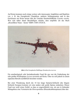 Auf Kreta kommen noch einige weitere sehr interessante Amphibien und Reptilien
vor, z. B. das Europäische Chamälion, mehrere Schlangenarten und in den
Gewässern um Kreta herum lebt die Unechte Karettschildkröte Caretta caretta.
Wer sich näher damit Beschäftigen möchte, dem empfehle ich das Buch
„Reiseführer Natur – Kreta“ ISBN 3-405-15524-X.




                 Abb. 4: Der Europäische Halbfinger Hemidactylus turcicus

Ein arachnologisch sehr beeindruckender Fund für uns war die Entdeckung der
sehr großen Wolfsspinne Lycosa tarentula auf Kreta. Über sie soll jedoch in einem
separaten Bericht ausführlich berichtet werden.

Bei einer Wanderung durch die 18 km lange Samaria-Schlucht (die längste
Schlucht Europas) konnten wir eine andere sehr große Spinne entdecken. Dieser
Fund war wohl reiner Zufall, so dass es ungewöhnlich war, als uns in brütender
Mittagshitze eine Vertreterin der Heteropodidae (Riesenkrabbenspinnen) über den

                                            9
 