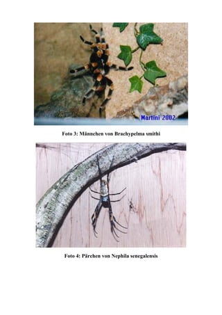 Foto 3: Männchen von Brachypelma smithi




Foto 4: Pärchen von Nephila senegalensis
 