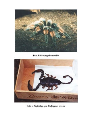 Foto 5: Brachypelma emilia




Foto 6: Weibchen von Hadogenes bicolor
 