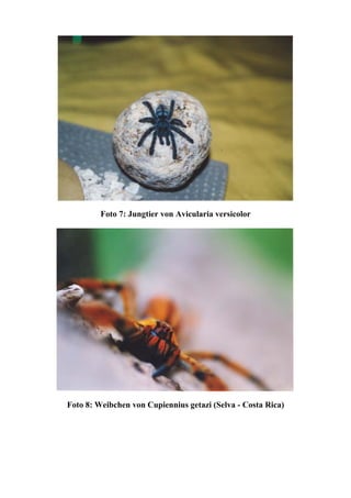 Foto 7: Jungtier von Avicularia versicolor




Foto 8: Weibchen von Cupiennius getazi (Selva - Costa Rica)
 