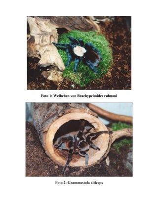 Foto 1: Weibchen von Brachypelmides ruhnaui




        Foto 2: Grammostola alticeps
 
