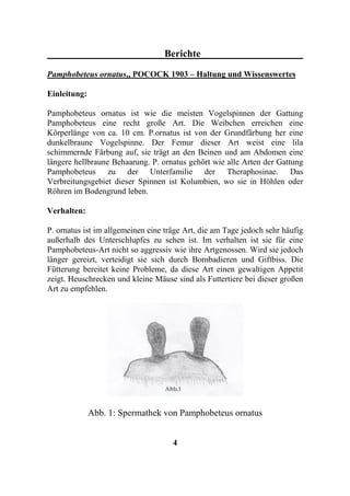 Berichte

Pamphobeteus ornatus,, POCOCK 1903 – Haltung und Wissenswertes

Einleitung:

Pamphobeteus ornatus ist wie die meisten Vogelspinnen der Gattung
Pamphobeteus eine recht große Art. Die Weibchen erreichen eine
Körperlänge von ca. 10 cm. P.ornatus ist von der Grundfärbung her eine
dunkelbraune Vogelspinne. Der Femur dieser Art weist eine lila
schimmernde Färbung auf, sie trägt an den Beinen und am Abdomen eine
längere hellbraune Behaarung. P. ornatus gehört wie alle Arten der Gattung
Pamphobeteus zu der Unterfamilie der Theraphosinae. Das
Verbreitungsgebiet dieser Spinnen ist Kolumbien, wo sie in Höhlen oder
Röhren im Bodengrund leben.

Verhalten:

P. ornatus ist im allgemeinen eine träge Art, die am Tage jedoch sehr häufig
außerhalb des Unterschlupfes zu sehen ist. Im verhalten ist sie für eine
Pamphobeteus-Art nicht so aggressiv wie ihre Artgenossen. Wird sie jedoch
länger gereizt, verteidigt sie sich durch Bombadieren und Giftbiss. Die
Fütterung bereitet keine Probleme, da diese Art einen gewaltigen Appetit
zeigt. Heuschrecken und kleine Mäuse sind als Futtertiere bei dieser großen
Art zu empfehlen.




              Abb. 1: Spermathek von Pamphobeteus ornatus


                                     4
 