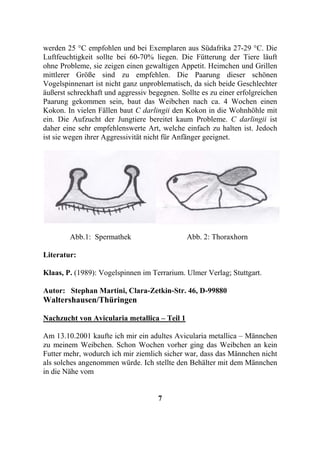 werden 25 °C empfohlen und bei Exemplaren aus Südafrika 27-29 °C. Die
Luftfeuchtigkeit sollte bei 60-70% liegen. Die Fütterung der Tiere läuft
ohne Probleme, sie zeigen einen gewaltigen Appetit. Heimchen und Grillen
mittlerer Größe sind zu empfehlen. Die Paarung dieser schönen
Vogelspinnenart ist nicht ganz unproblematisch, da sich beide Geschlechter
äußerst schreckhaft und aggressiv begegnen. Sollte es zu einer erfolgreichen
Paarung gekommen sein, baut das Weibchen nach ca. 4 Wochen einen
Kokon. In vielen Fällen baut C darlingii den Kokon in die Wohnhöhle mit
ein. Die Aufzucht der Jungtiere bereitet kaum Probleme. C darlingii ist
daher eine sehr empfehlenswerte Art, welche einfach zu halten ist. Jedoch
ist sie wegen ihrer Aggressivität nicht für Anfänger geeignet.




        Abb.1: Spermathek                     Abb. 2: Thoraxhorn

Literatur:

Klaas, P. (1989): Vogelspinnen im Terrarium. Ulmer Verlag; Stuttgart.

Autor: Stephan Martini, Clara-Zetkin-Str. 46, D-99880
Waltershausen/Thüringen

Nachzucht von Avicularia metallica – Teil 1

Am 13.10.2001 kaufte ich mir ein adultes Avicularia metallica – Männchen
zu meinem Weibchen. Schon Wochen vorher ging das Weibchen an kein
Futter mehr, wodurch ich mir ziemlich sicher war, dass das Männchen nicht
als solches angenommen würde. Ich stellte den Behälter mit dem Männchen
in die Nähe vom


                                     7
 