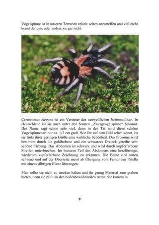 Vogelspinne ist in unseren Terrarien relativ selten anzutreffen und vielleicht
kennt der eine oder andere sie gar nicht.




Cyriocomus elegans ist ein Vertreter der neuweltlichen Ischnocolinae. In
Deutschland ist sie auch unter den Namen „Zwergvogelspinne“ bekannt.
Der Name sagt schon sehr viel, denn in der Tat wird diese schöne
Vogelspinnenart nur ca. 1-2 cm groß. Wie Ihr auf dem Bild sehen könnt, ist
sie trotz ihrer geringen Größe eine wirkliche Schönheit. Das Prosoma wird
bestimmt durch die goldfarbene und ein schwarzes Dreieck geteilte sehr
schöne Färbung. Das Abdomen ist schwarz und wird durch kupferfarbene
Streifen unterbrochen. Im hinteren Teil des Abdomens eine herzförmige,
wiederum kupferfarbene Zeichnung zu erkennen. Die Beine sind unten
schwarz und auf der Oberseite meist ab Übergang vom Femur zur Patella
mit einem silbrigen Glanz überzogen.

Man sollte sie nicht zu trocken halten und ihr genug Material zum graben
bieten, denn sie zählt zu den bodenbewohnenden Arten. Sie kommt in




                                      9
 