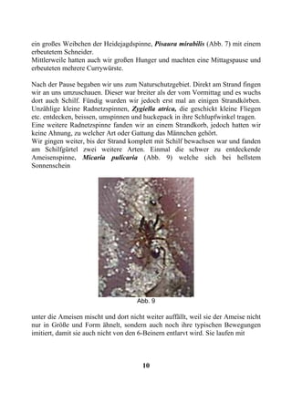 ein großes Weibchen der Heidejagdspinne, Pisaura mirabilis (Abb. 7) mit einem
erbeutetem Schneider.
Mittlerweile hatten auch wir großen Hunger und machten eine Mittagspause und
erbeuteten mehrere Currywürste.

Nach der Pause begaben wir uns zum Naturschutzgebiet. Direkt am Strand fingen
wir an uns umzuschauen. Dieser war breiter als der vom Vormittag und es wuchs
dort auch Schilf. Fündig wurden wir jedoch erst mal an einigen Strandkörben.
Unzählige kleine Radnetzspinnen, Zygiella atrica, die geschickt kleine Fliegen
etc. entdecken, beissen, umspinnen und huckepack in ihre Schlupfwinkel tragen.
Eine weitere Radnetzspinne fanden wir an einem Strandkorb, jedoch hatten wir
keine Ahnung, zu welcher Art oder Gattung das Männchen gehört.
Wir gingen weiter, bis der Strand komplett mit Schilf bewachsen war und fanden
am Schilfgürtel zwei weitere Arten. Einmal die schwer zu entdeckende
Ameisenspinne, Micaria pulicaria (Abb. 9) welche sich bei hellstem
Sonnenschein




                                     Abb. 9

unter die Ameisen mischt und dort nicht weiter auffällt, weil sie der Ameise nicht
nur in Größe und Form ähnelt, sondern auch noch ihre typischen Bewegungen
imitiert, damit sie auch nicht von den 6-Beinern entlarvt wird. Sie laufen mit



                                       10
 