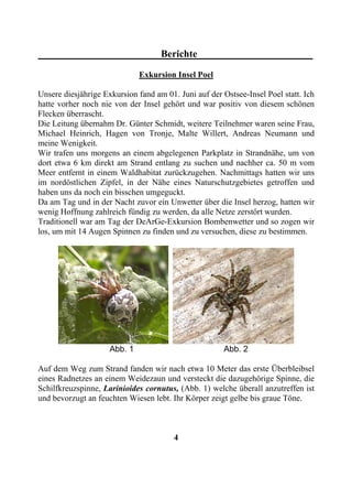 Berichte

                              Exkursion Insel Poel

Unsere diesjährige Exkursion fand am 01. Juni auf der Ostsee-Insel Poel statt. Ich
hatte vorher noch nie von der Insel gehört und war positiv von diesem schönen
Flecken überrascht.
Die Leitung übernahm Dr. Günter Schmidt, weitere Teilnehmer waren seine Frau,
Michael Heinrich, Hagen von Tronje, Malte Willert, Andreas Neumann und
meine Wenigkeit.
Wir trafen uns morgens an einem abgelegenen Parkplatz in Strandnähe, um von
dort etwa 6 km direkt am Strand entlang zu suchen und nachher ca. 50 m vom
Meer entfernt in einem Waldhabitat zurückzugehen. Nachmittags hatten wir uns
im nordöstlichen Zipfel, in der Nähe eines Naturschutzgebietes getroffen und
haben uns da noch ein bisschen umgeguckt.
Da am Tag und in der Nacht zuvor ein Unwetter über die Insel herzog, hatten wir
wenig Hoffnung zahlreich fündig zu werden, da alle Netze zerstört wurden.
Traditionell war am Tag der DeArGe-Exkursion Bombenwetter und so zogen wir
los, um mit 14 Augen Spinnen zu finden und zu versuchen, diese zu bestimmen.




                     Abb. 1                            Abb. 2

Auf dem Weg zum Strand fanden wir nach etwa 10 Meter das erste Überbleibsel
eines Radnetzes an einem Weidezaun und versteckt die dazugehörige Spinne, die
Schilfkreuzspinne, Larinioides cornutus, (Abb. 1) welche überall anzutreffen ist
und bevorzugt an feuchten Wiesen lebt. Ihr Körper zeigt gelbe bis graue Töne.



                                        4
 