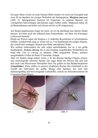 Ein paar Meter weiter an einer kleinen Hütte fanden wir noch ein Exemplar und
etwa 20 cm daneben ein riesiges Weibchen der Springspinne, Marpissa muscosa
(Abb. 2). Springspinnen besitzen im Gegensatz zu anderen Spinnen ein
vorzügliches Sehvermögen und können sogar Farben sehen. Marpissen leben oft
an Baumstämmen und teilen sich diesen mit bis zu 80 Artgenossen..

Am Strand angekommen fragte ich mich, ob wir da überhaupt eine Spinne finden
können. Ich hatte noch nie während eines Sonnenbades am Meer ein 8-beiniges
Lebewesen bemerkt.
Direkt am Wasser lagen mit Seegras o. ä. bedeckte Kieselsteine in verschiedenen
Größen. Landeinwärts ging es weiter mit ca. 5 m Sandstrand mit einigen Steinen,
die verteilt dort rumlagen, danach kam Düne und dahinter Wald.
Wir suchten insbesondere die sehr selten aufzufindende, bis zu 2 cm große
Sandtarantel, Arctosa cinerea, die in mit Gespinst ausgekleidete Wohnröhren im
Sand lebt. Um es vorweg zu nehmen; 1000 umgedrehte Steine, mehrere
ausgebuddelte Löcher im Sand, 0 Taranteln. Schade.
Aber wir fanden einige andere Arten, z. B. die überaus häufige Erigone arctica,
eine ameisengroße schwarze Spinne, die sogar direkt am Wasser lebt und sich
dort auch vom Meerwasser überspülen lässt. Sie gehört zu den Baldachinspinnen
(Linyphiidae). Diese stellen in unseren nördlichen Breiten (bis Grönland) in der
Anzahl der Individuen die größte Menge aller Spinnen. Sie sind sehr
anpassungsfähig und hervorragende Luftschiffer, welche im Altweibersommer oft
in unserem Haar hängen.




                 Abb. 3                             Abb. 4



                                       5
 