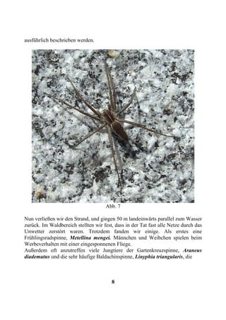 ausführlich beschrieben werden.




                                      Abb. 7

Nun verließen wir den Strand, und gingen 50 m landeinwärts parallel zum Wasser
zurück. Im Waldbereich stellten wir fest, dass in der Tat fast alle Netze durch das
Unwetter zerstört waren. Trotzdem fanden wir einige. Als erstes eine
Frühlingsradspinne, Metellina mengei. Männchen und Weibchen spielen beim
Werbeverhalten mit einer eingesponnenen Fliege.
Außerdem oft anzutreffen viele Jungtiere der Gartenkreuzspinne, Araneus
diadematus und die sehr häufige Baldachinspinne, Linyphia triangularis, die



                                        8
 