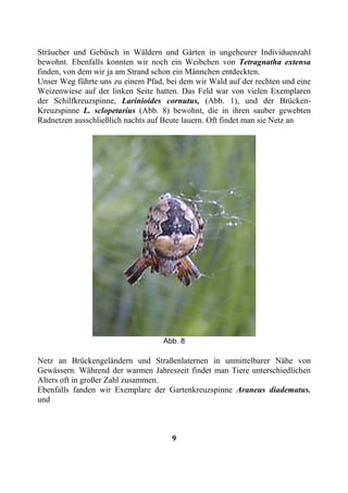 Sträucher und Gebüsch in Wäldern und Gärten in ungeheurer Individuenzahl
bewohnt. Ebenfalls konnten wir noch ein Weibchen von Tetragnatha extensa
finden, von dem wir ja am Strand schon ein Männchen entdeckten.
Unser Weg führte uns zu einem Pfad, bei dem wir Wald auf der rechten und eine
Weizenwiese auf der linken Seite hatten. Das Feld war von vielen Exemplaren
der Schilfkreuzspinne, Larinioides cornutus, (Abb. 1), und der Brücken-
Kreuzspinne L. sclopetarius (Abb. 8) bewohnt, die in ihren sauber gewebten
Radnetzen ausschließlich nachts auf Beute lauern. Oft findet man sie Netz an




                                   Abb. 8

Netz an Brückengeländern und Straßenlaternen in unmittelbarer Nähe von
Gewässern. Während der warmen Jahreszeit findet man Tiere unterschiedlichen
Alters oft in großer Zahl zusammen.
Ebenfalls fanden wir Exemplare der Gartenkreuzspinne Araneus diadematus.
und



                                     9
 