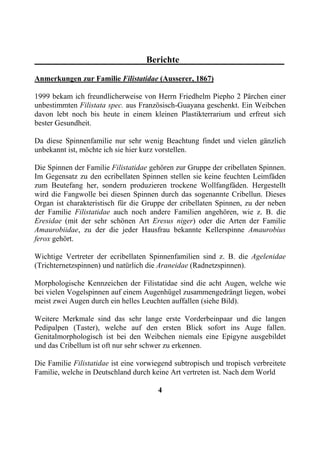 Berichte

Anmerkungen zur Familie Filistatidae (Ausserer, 1867)

1999 bekam ich freundlicherweise von Herrn Friedhelm Piepho 2 Pärchen einer
unbestimmten Filistata spec. aus Französisch-Guayana geschenkt. Ein Weibchen
davon lebt noch bis heute in einem kleinen Plastikterrarium und erfreut sich
bester Gesundheit.

Da diese Spinnenfamilie nur sehr wenig Beachtung findet und vielen gänzlich
unbekannt ist, möchte ich sie hier kurz vorstellen.

Die Spinnen der Familie Filistatidae gehören zur Gruppe der cribellaten Spinnen.
Im Gegensatz zu den ecribellaten Spinnen stellen sie keine feuchten Leimfäden
zum Beutefang her, sondern produzieren trockene Wollfangfäden. Hergestellt
wird die Fangwolle bei diesen Spinnen durch das sogenannte Cribellun. Dieses
Organ ist charakteristisch für die Gruppe der cribellaten Spinnen, zu der neben
der Familie Filistatidae auch noch andere Familien angehören, wie z. B. die
Eresidae (mit der sehr schönen Art Eresus niger) oder die Arten der Familie
Amaurobiidae, zu der die jeder Hausfrau bekannte Kellerspinne Amaurobius
ferox gehört.

Wichtige Vertreter der ecribellaten Spinnenfamilien sind z. B. die Agelenidae
(Trichternetzspinnen) und natürlich die Araneidae (Radnetzspinnen).

Morphologische Kennzeichen der Filistatidae sind die acht Augen, welche wie
bei vielen Vogelspinnen auf einem Augenhügel zusammengedrängt liegen, wobei
meist zwei Augen durch ein helles Leuchten auffallen (siehe Bild).

Weitere Merkmale sind das sehr lange erste Vorderbeinpaar und die langen
Pedipalpen (Taster), welche auf den ersten Blick sofort ins Auge fallen.
Genitalmorphologisch ist bei den Weibchen niemals eine Epigyne ausgebildet
und das Cribellum ist oft nur sehr schwer zu erkennen.

Die Familie Filistatidae ist eine vorwiegend subtropisch und tropisch verbreitete
Familie, welche in Deutschland durch keine Art vertreten ist. Nach dem World

                                       4
 