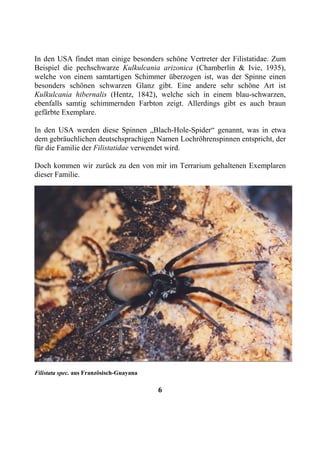 In den USA findet man einige besonders schöne Vertreter der Filistatidae. Zum
Beispiel die pechschwarze Kulkulcania arizonica (Chamberlin & Ivie, 1935),
welche von einem samtartigen Schimmer überzogen ist, was der Spinne einen
besonders schönen schwarzen Glanz gibt. Eine andere sehr schöne Art ist
Kulkulcania hibernalis (Hentz, 1842), welche sich in einem blau-schwarzen,
ebenfalls samtig schimmernden Farbton zeigt. Allerdings gibt es auch braun
gefärbte Exemplare.

In den USA werden diese Spinnen „Blach-Hole-Spider“ genannt, was in etwa
dem gebräuchlichen deutschsprachigen Namen Lochröhrenspinnen entspricht, der
für die Familie der Filistatidae verwendet wird.

Doch kommen wir zurück zu den von mir im Terrarium gehaltenen Exemplaren
dieser Familie.




Filistata spec. aus Französisch-Guayana

                                          6
 
