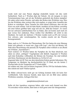 wurde nicht mal zum Putzen abgelegt (Jedenfalls konnte ich dies nicht
beobachten). Nach ca 5 Wochen dann der Schock: Als ich morgens in mein
Terrariumzimmer kam, sah ich das Weibchen genüsslich den Kokon mampfen!
Ich nahm sofort meine Pinzette, und nahm den Kokon dem Weibchen weg. Dies
lies das Weibchen ohne weiteres über sich ergehen, es zeigte keine Anstalten den
Kokon zu verteidigen. Diese Tatsache lies mich darauf schliessen, dass mit den
Eiern was nicht stimmt. Und ich hatte Recht, nachdem ich den Kokon vorsichtig
mit einer Schere geöffnet hatte zeigt sich mir ein „Bild des Grauen“. Es waren
fast nur schwarze (unbefruchtete) Eier zu finden, aber ich konnte auch noch ein
paar weisse Eier entdecken. Diese weißen Eier überführte ich sofort in den
Inkubator. Im Laufe der nächsten 2 Wochen wurden noch ca.10% der weissen
Eier schwarz, oder verschrumpelten. Sie wurden einzeln mit der Pinzette
herausgesammelt.

Dann, nach ca. 6-7 Wochen die Überraschung: Die Eier hatten die erste Häutung
hinter sich gebracht, es waren nun „Eggs with Legs“, also Eier mit Beinen. Ich
finde diese Bezeichnung sehr passend, die Nymphen sehen wirklich so aus (Rund
mit 10 kleine „Auswüchsen“)
Nach weiteren 2-3 Wochen hatten die Nymphen die 2te Haut absolviert, nun
sahen sie schon „richtigen“ Vogelspinnen sehr ähnlich. Insgesamt 12 Wochen
nach dem Kokonbau vollbrachten die Kleinen die Fresshaut. Sie sind wirklich
sehr klein, Durchmesser mit den Beinchen ca. 0,4 bis 0,5 cm!
Insgesamt habe ich 88 Tiere aus dem demolierten Kokon gerettet bekommen. Die
Temperatur im Inkubator lag durchschnittlich bei 25 Grad, nur die letzten 2
Wochen habe ich die Temperatur auf 27 Grad erhöht.
Ich schätze mal, dass sich im Kokon insgesamt 250 bis 350 Eier befunden haben,
dies scheint mir auch Vitalius-typisch.

Da Bilder schwarz/weiss nicht gut zur Geltung kommen habe ich keins hier
veröffentlicht. Falls Interesse besteht, dann kann ich ein Bild eines adulten
Weibchens zumailen, Anfragen bitte hier:

                         pamphobeteus@hotmail.com

Sollte ich hier irgendwas vergessen haben, oder wenn noch Jemand was über
Vit.sorocabae wissen möchte, dann kann er mich gerne unter der obengenannten

                                       9
 