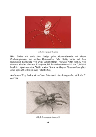 Abb. 1: Argiope trifasciata

Hier fanden wir auch eine riesige grüne Gottesanbeterin mit einem
Zeichnungsmuster aus weißen Querstreifen. Sehr häufig laufen auf dem
Dünensand Exemplare von zwei verschiedenen Thanatus-Arten umher, von
denen es sich bei einer um T. vulgaris, bei der anderen vermutlich um T. fabricii
handelt. Lagert man eine Weile in den Dünen, so fliegen Thanatus-Exemplare
einen gar nicht selten mit dem Fadenfloß an.

Am blauen Weg fanden wir auf dem Dünensand eine Scotognapha, vielleicht S.
convexa,




                           Abb. 2: Scotognapha (convexa?)

                                         6
 