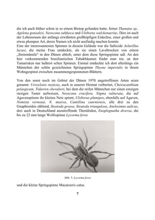 die ich auch früher schon in so einem Biotop gefunden hatte, ferner Thanatus sp.,
Agelena gonzalezi, Neoscona subfusca und Uloborus walckenaerius. Dies ist auch
der Lebensraum der anfangs erwähnten großköpfigen Eidechse, einer großen und
etwas plumpen Art, deren Namen ich nicht ausfindig machen konnte.
Eine der interessantesten Spinnen in diesem Gelände war die Salticide Aelurillus
lucasi, die meine Frau entdeckte, als sie einen Lavabrocken von einem
„Steinmännle“ in den Dünen abhob, unter dem diese Springspinne saß. An den
hier vorkommenden brasilianischen Tabakbäumen findet man nie, an den
Tamarisken nur äußerst selten Spinnen. Einmal entdeckte ich dort allerdings ein
Männchen der schön gezeichneten Springspinne Thyene imperialis in ihrem
Wohngespinst zwischen zusammengesponnenen Blättern.

Von den sonst noch im Gebiet der Dünen 1970 angetroffenen Arten seien
genannt: Urozelotes rusticus, auch in unserer Heimat verbreitet, Cheiracanthium
pelasgicum, Tidarren chevalieri, bei dem die reifen Männchen nur einen einzigen
riesigen Taster aufweisen, Neoscona crucifera, Nigma vulnerata, die auf
Agavenspitzen ihr kleines Netz spinnt, Uloborus plumipes, ebenfalls auf Agaven,
Nomisia verneaui, N. musiva, Camillina canrniensis, alle drei zu den
Gnaphosiden zählend, Steatoda grossa, Steatoda triangulosa, Anelosimus aulicus,
drei auch in Deutschland anzutreffende Theridiiden, Enoplognatha diversa, die
bis zu 22 mm lange Wolfsspinne Lycorma ferox




                               Abb. 3: Lycorma ferox

und die kleine Springspinne Macaroeris catus.

                                        7
 