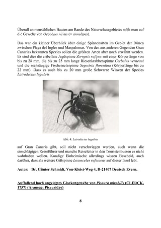 Überall an menschlichen Bauten am Rande des Naturschutzgebietes stößt man auf
die Gewebe von Oecobius navus (= annulipes).

Das war ein kleiner Überblick über einige Spinnenarten im Gebiet der Dünen
zwischen Playa del Ingles und Maspalomas. Von den aus anderen Gegenden Gran
Canarias bekannten Spezies sollen die größten Arten aber noch erwähnt werden.
Es sind dies die cribellate Jagdspinne Zoropsis rufipes mit einer Körperlänge von
bis zu 28 mm, die bis zu 25 mm lange Riesenkrabbenspinne Cerbalus verneaui
und die sechsäugige Fischernetzspinne Segestria florentina (Körperlänge bis zu
22 mm). Dass es auch bis zu 20 mm große Schwarze Witwen der Spezies
Latrodectus lugubris




                             Abb. 4: Latrodectus lugubris

auf Gran Canaria gibt, soll nicht verschwiegen werden, auch wenn die
einschlägigen Reiseführer und manche Reiseleiter in den Touristenbussen es nicht
wahrhaben wollen. Kundige Einheimische allerdings wissen Bescheid, auch
darüber, dass als weitere Giftspinne Loxosceles rufescens auf dieser Insel lebt.

Autor: Dr. Günter Schmidt, Von-Kleist-Weg 4, D-21407 Deutsch Evern.


Auffallend hoch angelegtes Glockengewebe von Pisaura mirabilis (CLERCK,
1757) (Araneae: Pisauridae)


                                          8
 