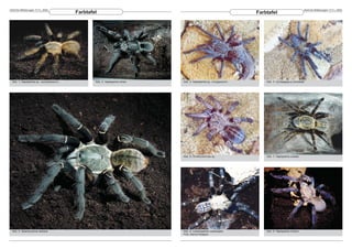 DeArGe Mitteilungen 7(11), 2002                                                                                                                     DeArGe Mitteilungen 7(11), 2002
                                         Farbtafel                                                                Farbtafel




 Abb. 1: Haplopelma sp. »aureopilosum«           Abb. 2: Haplopelma minax   Abb. 3: Haplopelma sp. »longipedum«       Abb. 4: Cyriopagopus schioedtei




                                                                            Abb. 6: Ornithoctoninae sp.               Abb. 7: Haplopelma costale




 Abb. 5: Selenocosmia hainana                                               Abb. 8: Lampropelma violaceopes           Abb. 9: Haplopelma lividum
                                                                            Foto: Danne Rydgren
 