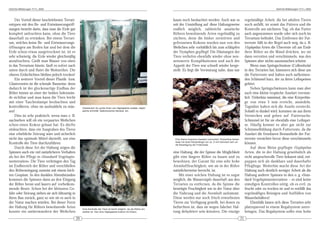 DeArGe Mitteilungen 7(11), 2002                                                                                                                                                                                     DeArGe Mitteilungen 7(11), 2002



    Der Vorteil dieser beschriebenen Terrari-                                                                           kaum noch beobachtet werden. Auch war es                              regelmäßige Arbeit, die bei adulten Tieren
entypen mit den Be- und Entwässerungsöff-                                                                               seit der Umstellung auf diese Haltungsweise                           noch anfällt, ist somit das Füttern und die
nungen besteht darin, dass man die Erde gut                                                                             endlich möglich, zahlreiche asiatische                                Kontrolle am nächsten Tag, ob das Futter
komplett anfeuchten kann, ohne die Tiere                                                                                Röhren bewohnende Arten regelmäßig zu                                 auch angenommen wurde oder sich noch im
dauerhaft zu ertränken. Bei einem Terrari-                                                                              züchten, denn die bisher zerstörten und                               Terrarium befindet. Das Entfernen der Fut-
um, welches keine Be- und Entwässerungs-                                                                                gefressenen Kokons wurden nun von den                                 terreste fällt in der Regel auch weg, da z. B.
öffnungen am Boden hat und bei dem die                                                                                  Weibchen sehr vorbildlich bis zum schlüpfen                           Haplopelma Arten die Überreste oft am Ende
Erde schon etwas ausgetrocknet ist, ist es                                                                              der Nymphen gepflegt! Die Häutungen der                               ihrer Röhre an die Wand drücken, wo sie
sehr schwierig, die Erde wieder gleichmäßig                                                                             Tiere verliefen ebenfalls wieder ohne nen-                            dann verrotten und verschimmeln, was den
anzufeuchten. Gießt man Wasser von oben                                                                                 nenswerte Komplikationen und auch der                                 Spinnen aber nichts auszumachen scheint.
in das Terrarium hinein, läuft es sofort nach                                                                           Appetit der Tiere war schnell wieder herge-                               Wenn man Springschwänze (Collembola)
unten durch und flutet die Wohnröhre. Die                                                                               stellt. Es liegt die Vermutung nahe, dass nur                         in den Terrarien hat, kümmern sich diese um
oberen Erdschichten bleiben jedoch trocken!                                                                                                                                                   die Futterreste und halten auch aufkeimen-
    Ein weiterer Vorteil dieser Plastik- bzw.                                                                                                                                                 den Schimmel kurz, der zu ihren Leibspeisen
Glasterrarien ist die schmale Bauweise, denn                                                                                                                                                  gehört.
dadurch ist der glockenartige Endbau der                                                                                                                                                          Neben Springschwänzen kann man aber
Röhre immer an einer der beiden Seitenwän-                                                                                                                                                    auch eine kleine tropische Asselart (vermut-
de sichtbar und man kann die Tiere leicht                                                                                                                                                     lich Trichorhina tomentosa), die eine Körperlän-
mit einer Taschenlampe beobachten und                                                                                                                                                         ge von etwa 5 mm erreicht, ansiedeln.
kontrollieren, ohne sie ausbuddeln zu müs-             Glasbecken für große Arten wie Haplopelma costale, Haplo-
                                                                                                                                                                                              Tagsüber halten sich die Asseln versteckt.
sen!                                                   pelma schmidti, Selenocosmia hainana, etc..                                                                                            Sobald es dunkel wird, kommen sie aus ihren
    Dies ist sehr praktisch, wenn man z. B.                                                                                                                                                   Verstecken und gehen auf Futtersuche.
nachsehen will ob ein verpaartes Weibchen                                                                                                                                                     Schimmel ist für sie ebenfalls eine Leibspei-
schon einen Kokon gebaut hat. Es dürfte                                                                                                                                                       se. Häufig kommt es aber gar nicht zur
einleuchten, dass ein Ausgraben des Tieres                                                                                                                                                    Schimmelbildung durch Futterreste, da die
eine erhebliche Störung wäre und sicherlich                                                                                                                                                   Asselart die fressbaren Bestandteile der Fut-
nicht das optimale Mittel darstellt, um eine                                                                             Eine kleine tropische Asselart (vermutlich Trichorhina tomen-        terreste vernichtet bevor diese verschimmeln
Kontrolle der Tiere durchzuführen.                                                                                       tosa) mit einer Körperlänge von ca. 5 mm kümmert sich um
                                                                                                                         die Beseitigung der Futterreste.
                                                                                                                                                                                              können.
    Durch diese Art der Haltung zeigen die                                                                                                                                                        Auf diese Weise gepflegte Haplopelma
Spinnen auch ein viel natürlicheres Verhalten                                                                           eine Haltung, die der Spinne die Möglichkeit                          Arten, die in der Haltung gewöhnlich als
als bei der Pflege in »Standard-Vogelspin-                                                                              gibt eine längere Röhre zu bauen und zu                               recht anspruchsvolle Tiere bekannt sind, ent-
nenterrarien«. Die Tiere verbringen den Tag                                                                             bewohnen, der Garant für eine sehr hohe                               puppen sich als dankbare und dauerhafte
im Endbereich der Röhre und verschließen                                                                                Atemluftfeuchtigkeit, wie sie in der Röhre                            Pfleglinge. Weiterhin macht diese Art der
den Röhreneingang zumeist mit einem leich-                                                                              natürlicherweise herrscht, ist.                                       Haltung auch deutlich weniger Arbeit als die
ten Gespinst. In den dunklen Abendstunden                                                                                   Mit einer solchen Haltung ist es sogar                            Haltung anderer Spinnen in den o. g. »Stan-
kommen die Spinnen dann an den Eingang                                                                                  möglich, die Wassernäpfe dauerhaft aus den                            dard-Vogelspinnenterrarien« – es sind keine
der Röhre heran und lauern auf vorbeikom-                                                                               Terrarien zu entfernen, da die Spinne die                             ständigen Kontrollen nötig, ob es evtl. zu
mende Beute. Schon bei der kleinsten Ge-                                                                                benötigte Feuchtigkeit wie in der Natur über                          feucht oder zu trocken ist und es entfällt das
fahr oder Störung ziehen sie sich blitzartig in                                                                         die Nahrung und die Atemluft aufnimmt.                                regelmäßiges Reinigen und Auffüllen von
ihren Bau zurück, ganz so wie sie es auch in                                                                            Diese werden nur noch frisch erworbenen                               Wasserbehältern!
der Natur machen würden. Bei dieser Form                                                                                Tieren zur Verfügung gestellt, bei denen zu                               Ebenfalls lassen sich diese Terrarien sehr
der Haltung für Röhren bewohnende Arten                Eine Kontrolle der Tiere ist leicht möglich, da die Röhre ein-
                                                                                                                        befürchten ist, dass sie wegen falscher Hal-                          platzsparend in einem Regalsystem unter-
konnte ein umherwandern der Weibchen                   sehbar ist. Hier eine Haplopelma lividum mit Kokon.              tung dehydriert sein könnten. Die einzige                             bringen. Das Regalsystem sollte eine hohe
                                                  20                                                                                                                                     21
 