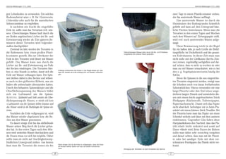DeArGe Mitteilungen 7(11), 2002                                                                                                                                                                             DeArGe Mitteilungen 7(11), 2002



gen Lehmboden zu verwenden. Ein solches                                                                                                                                                zwei Tage in einem Plastikcontainer stehen,
Bodensubstrat wäre z. B. für Hysterocrates,                                                                                                                                            der das austretende Wasser auffängt.
Citharishius oder auch für die australischen                                                                                                                                               Das austretende Wasser ist durch die
Selenocosmiinae zu empfehlen.                                                                                                                                                          Huminsäure des Bodengrundes bräunlich
     Je nachdem wie feucht die eingefüllte                                                                                                                                             gefärbt und kann auf dem Untergrund häss-
Erde ist, sollte man das Terrarium evtl. wäs-                                                                                                                                          liche Flecken hinterlassen. Wenn man die
sern. Überschüssiges Wasser läuft durch die                                                                                                                                            Terrarien in den ersten Tagen und Wochen
am Boden angebrachten Löcher der Be- und                                                                                                                                               nach dem Wässern auf Zeitungspapier stellt,
Entwässerung wieder ab. Ein späteres Be-                                                                                                                                               wird evtl. noch austretendes Wasser aufge-
wässern dieser Terrarien wird folgender-                                                                                                                                               saugt.
maßen durchgeführt:                                                                                                                                                                        Diese Bewässerung reicht in der Regel
     Zweimal im Jahr werden die Terrarien in                                                                                                                                           für ein halbes Jahr, je nach Größe der Belüf-
die Badewanne bzw. einen großen Plasti-                                                                                  Überschüssiges Wasser kann durch die Be- und Entwässe-
                                                                                                                         rungslöcher am unteren Rand austreten.
                                                                                                                                                                                       tungsfläche im Deckelbreich und des gesam-
kcontainer gestellt. Bis zur Oberkante der                                                                                                                                             ten Erdvolumens. In dieser Zeit muss man
Erde in den Terrarien wird dieser mit Wasser                                                                                                                                           nicht mehr mit der Gießkanne durchs Zim-
gefüllt. Das Wasser kann nun durch die                                                                                                                                                 mer rennen, regelmäßig nachgießen und dar-
Löcher zur Be- und Entwässerung am Fuße                                                                                                                                                auf achten, dass es nicht zu trocken ist oder
der Becken eindringen. Die Terrarien blei-                                                                                                                                             man zu viel Wasser reinschüttet, wie es bei
                                                          Anfangs schwimmen die Dosen in der Regel etwas auf, das
ben ca. eine Stunde so stehen, damit sich die             legt sich sobald die Erde anfängt sich mit Wasser vollzusau-                                                                 den o. g. Vogelspinnenterrarien häufig der
Erde mit Wasser vollsaugen kann. Die Spin-                gen.
                                                                                                                                                                                       Fall ist.
nen bleiben dabei in den Becken und teilwei-                                                                                                                                               Bevor die Spinnen in die neu eingerichte-
se auch in den gefluteten Röhren, was sie                                                                                                                                              ten Terrarien eingesetzt werden, reinigt man
bisher alle unbeschadet überstanden haben.                                                                                                                                             die Scheiben noch von daran festhaftenden
Durch den behaarten Spinnenkörper und die                                                                                                                                              Substratteilchen. Hierzu verwenden wir eine
Oberflächenspannung des Wassers bildet                                                                                                                                                 lange Pinzette oder den Stiel eines umge-
sich ein Luftmantel um die Spinne.                                                                                                                                                     drehten langen Pinsels und umwickeln die-
ACHTUNG: Spülmittel und Seife zerstört die Ober-                                                                                                                                       sen mit einem leicht angefeuchteten Stück
flächenspannung des Wassers, es würde sich kein                                                                                                                                        Fließpapier (Küchenrolle, Toilettenpapier,
»Luftmantel« um die Spinnen bilden können und                                                                                                                                          Papiertaschentuch). Damit sich das Papier
das Wasser würde in die Buchlungen der Spinne ein-                                                                                                                                     nicht abwickelt, befestigen wir es beim Pin-
treten.                                                                                                                                                                                selstiel mit einem kleinen Stück Tesafilm. Bei
     Nachdem die Erde vollgesogen ist, wird                                                                                                                                            der Pinzette kann man das Papier um einen
das Wasser wieder abgelassen bzw. die Be-                                                                                                                                              Schenkel wickeln und dann mit dem anderen
cken aus dem Wasser genommen.                                                                                                                                                          einklemmen. Gegenüber Glas haben diese
     Es dauert einige Zeit bis das abfließende                                                                                                                                         Hartplastikdosen den Nachteil, dass das Pla-
Wasser seinen Weg durch die Löcher gefun-                                                                                                                                              stik relativ leicht verkratzt und somit auf
den hat. In den ersten Tagen nach dem Wäs-                                                                                                                                             Dauer »blind« wird. Beim Putzen der Röhren
sern wird weiterhin Wasser durchsickern und                                                                                                                                            sollte man daher sehr vorsichtig vorgehen
die Dosen etwas vor sich hin tröpfeln. Daher                                                                                                                                           und darauf achten, dass man mit der Pinzet-
sollte man sie nicht auf feuchtigkeitsemp-                                                                                                                                             te oder bei sandiger Erde mit dem ver-
findlichen Untergrund stellen. Am besten                                                                                                                                               schmutzen Putzlappen das Plastik nicht ver-
                                                          Nach einiger Zeit ist die Erde so vollgesogen, dass die Dose
lässt man die Terrarien die ersten ein bis                am Boden stehen bleibt und man sie wieder entnehmen                                                                          kratzt.
                                                          kann.                                                          Reinigung der Scheiben vor dem Einsetzen der Spinne.


                                                     16                                                                                                                           17
 