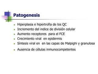 Patogenesis
 Hiperplasia e hipertrofia de los QC
 Incremento del indice de división celular
 Aumento receptores para el FCE
 Crecimiento viral en epidermis
 Síntesis viral en en las capas de Malpighi y granulosa
 Ausencia de células inmunocompetentes
 