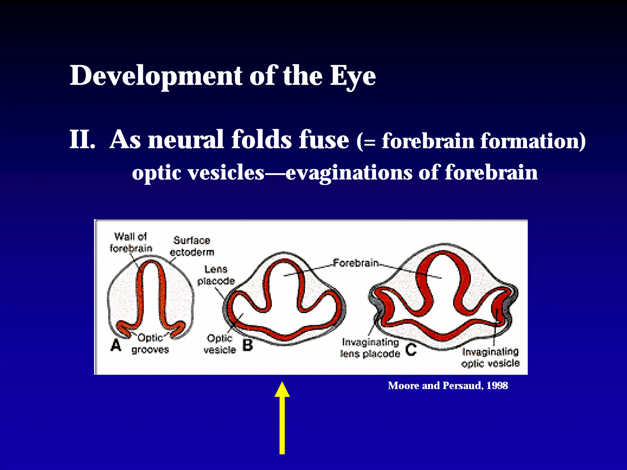 Eye Embryo Development 2003-04-16 Peds Eye Embryo_copy.pdfjhgfygvjhbgv | PDF