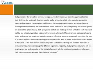 that penetrates the layers that surround an egg. And certain viruses use a similar apparatus to shoot
their DNA into the host's cell. Ratchets are also useful for moving whole cells, including some other
sperm and pathogens. These engines are filaments that simply grow at one end, attracting chemical
building blocks from nearby. Because the other end is anchored in place, the growing end pushes against
any barrier that gets in its way. Both springs and ratchets are made up of small units that each move just
slightly, but collectively produce a powerful movement. Ultimately, Mahadevan and Matsudaira hope to
better understand just how these particles create an effect that seems to be so much more than the sum
of its parts. Might such an understanding prove inspiration for ways to power artificial nano-sized devices
in the future ? "The short answer is absolutely," says Mahadevan. "Biology has had a lot more time to
evolve enormous richness in design for different organisms. Hopefully, studying these structures will not
only improve our understanding of the biological world, it will also enable us to copy them, take apart
their components and re-create them for other purposes.”
 
