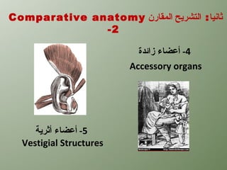 Comparative anatomy ‫ثانيا : التشريح المقارن‬
              -2

                           ‫4- أعضاء زائدة‬
                         Accessory organs




     ‫5- أعضاء أثرية‬
  Vestigial Structures
 