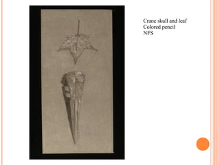 Crane skull and leaf Colored pencil NFS 